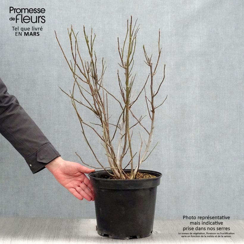 Spécimen de Magnolia liliflora Nigra en pot de 7,5L tel que livré au printemps