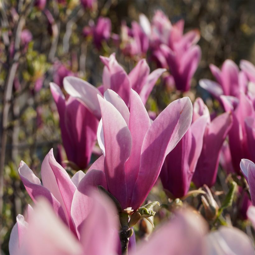 Magnolia liliflora Nigra (Floraison)