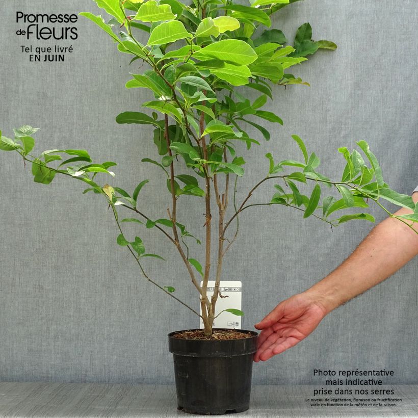 Spécimen de Magnolia loebneri Leonard Messel Pot de 3L/4L tel que livré en été