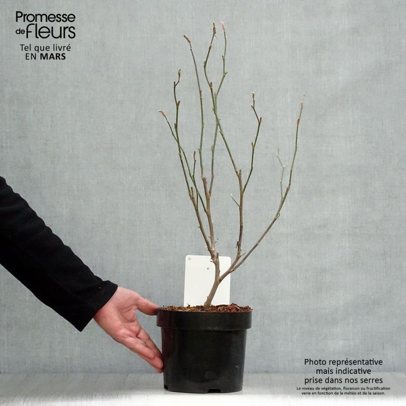 Spécimen de Magnolia loebneri Leonard Messel en pot de 3.5L tel que livré au printemps