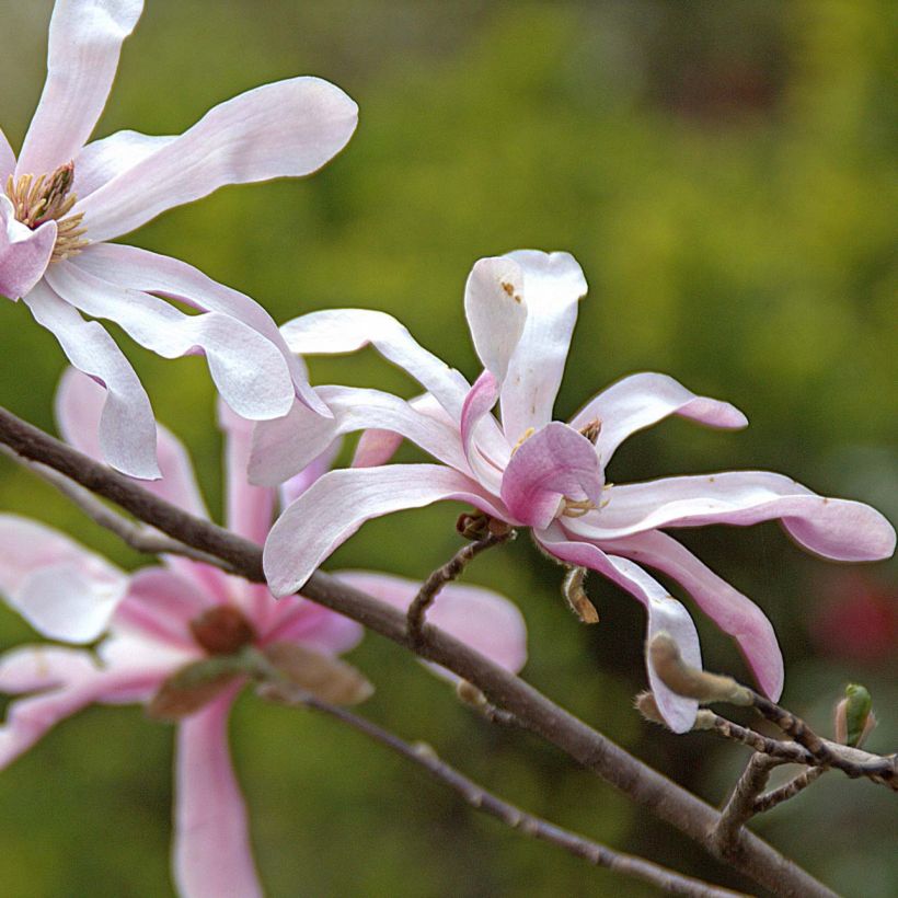 Magnolia loebneri Merrill (Floraison)