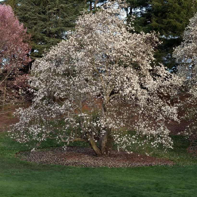 Magnolia loebneri Merrill (Port)