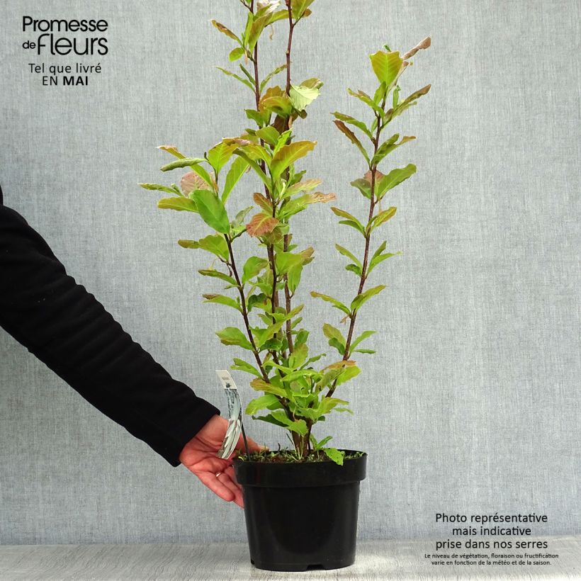 Spécimen de Magnolia loebneri Merrill Pot de 3/4L tel que livré au printemps