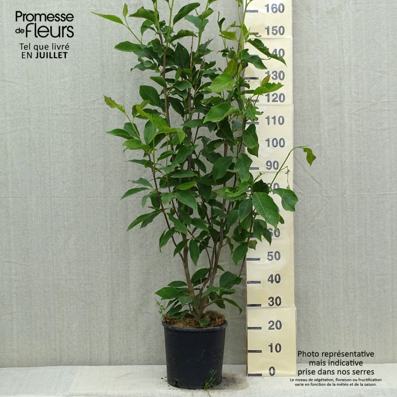 Spécimen de Magnolia loebneri Merrill Pot de 7,5L/10L tel que livré en été