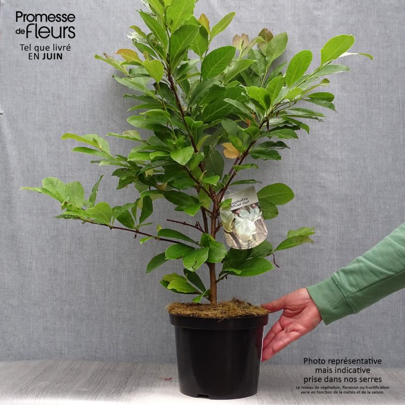 Spécimen de Magnolia loebneri Wildcat Pot de 4L/5L tel que livré en été