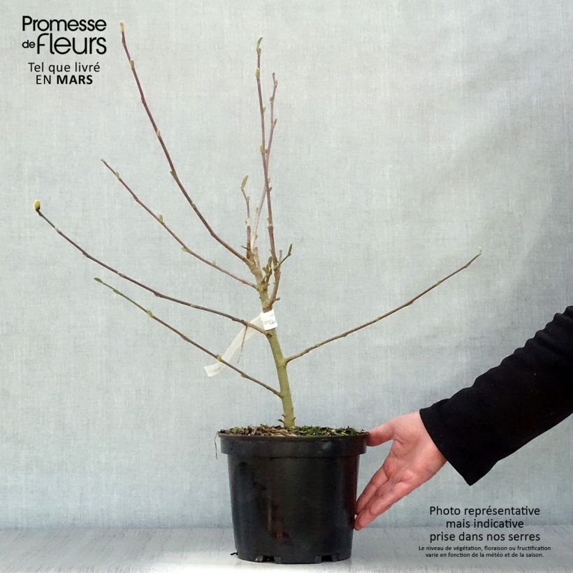 Spécimen de Magnolia loebneri Wildcat Pot de 4,5L tel que livré au printemps