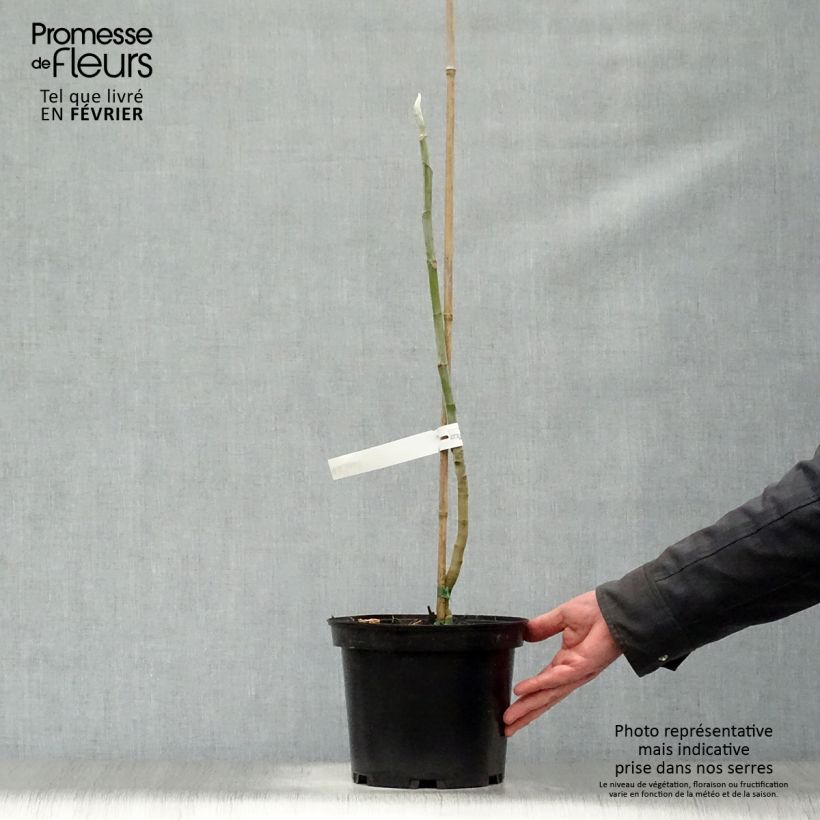 Spécimen de Magnolia macrophylla - Magnolia à grandes feuilles Pot de 4L/5L tel que livré en hiver