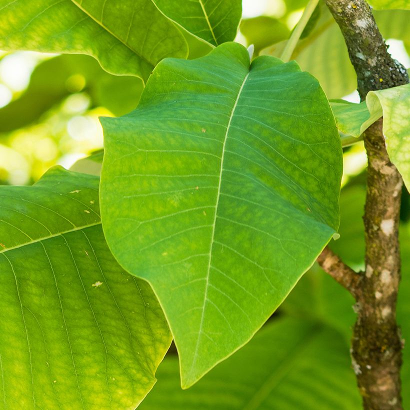 Magnolia macrophylla subsp. ashei - Magnolia à grandes feuilles (Feuillage)