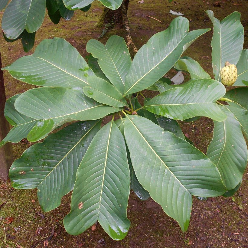 Magnolia officinalis biloba - Magnolia officinal              (Feuillage)