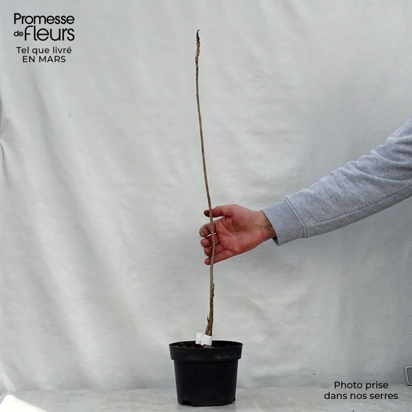 Spécimen de Magnolia officinalis biloba - Magnolia officinal              Pot de 4L/5LHauteur livrée env. 20/30cm tel que livré au printemps