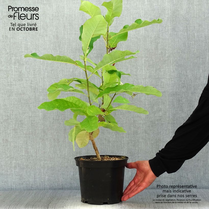 Spécimen de Magnolia officinalis biloba - Magnolia officinal              Pot de 4L/5L tel que livré en automne