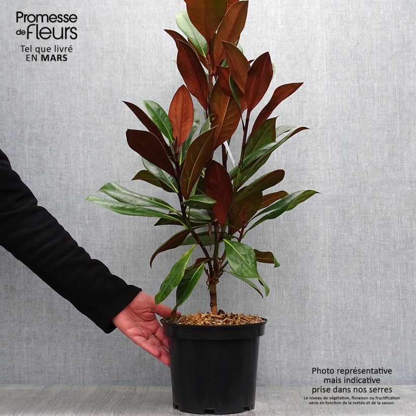 Spécimen de Magnolia persistant D.d. blanchard - Magnolias grandiflora Pot de 4L/5L tel que livré au printemps