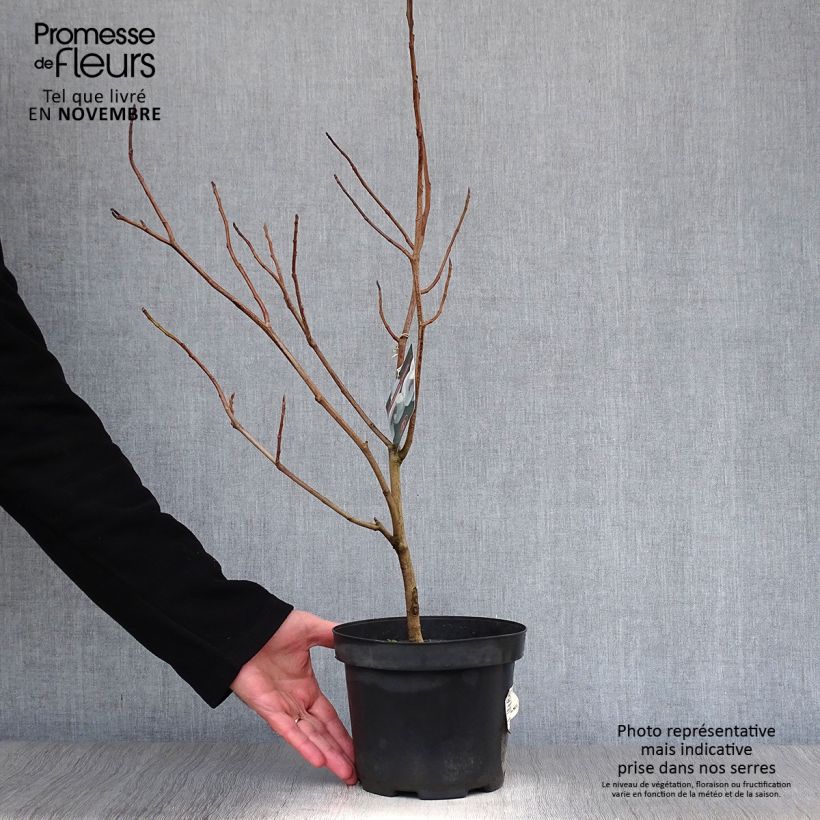 Spécimen de Magnolia sieboldii Pot de 3L/4L tel que livré en automne
