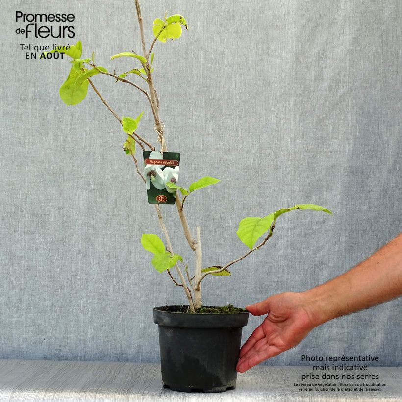 Spécimen de Magnolia sieboldii Pot de 3L/4L tel que livré en été