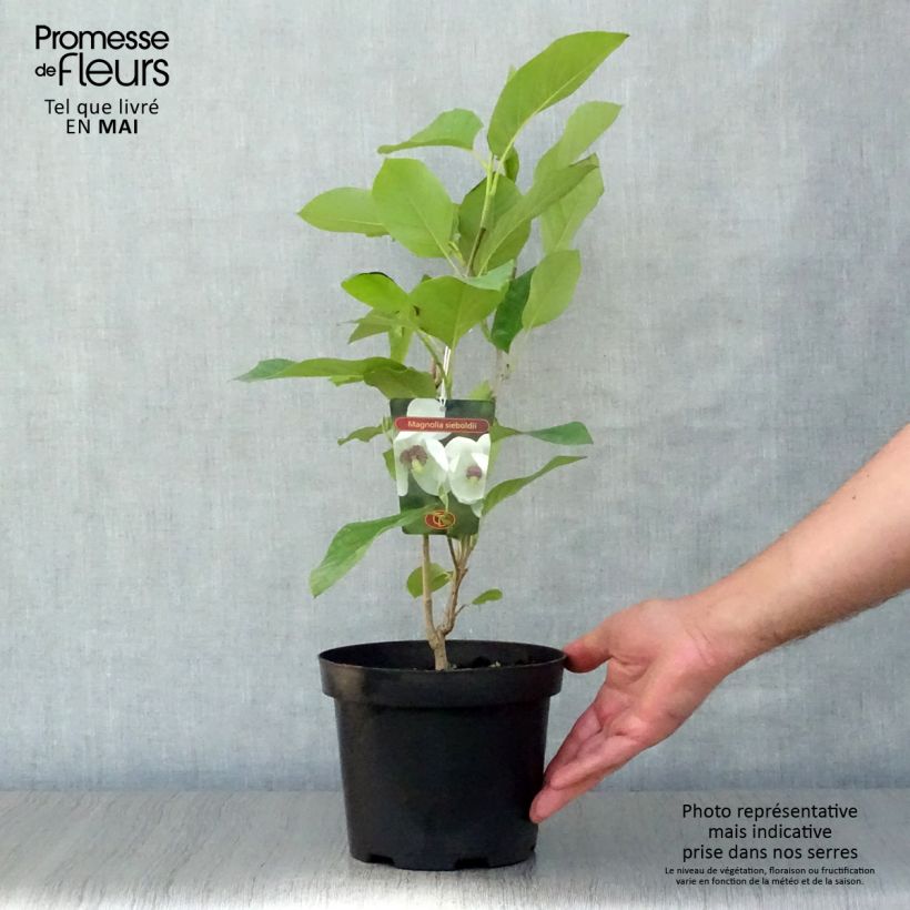 Spécimen de Magnolia sieboldii 40/50cm en pot de 3.5L tel que livré au printemps