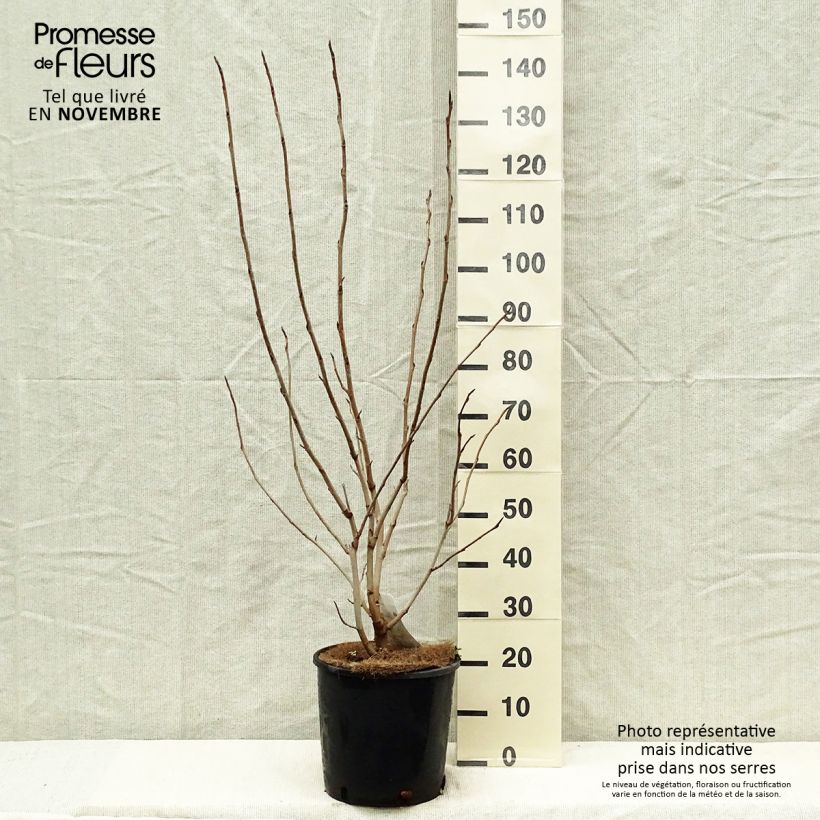 Spécimen de Magnolia sieboldii Pot de 12L/15L tel que livré en automne