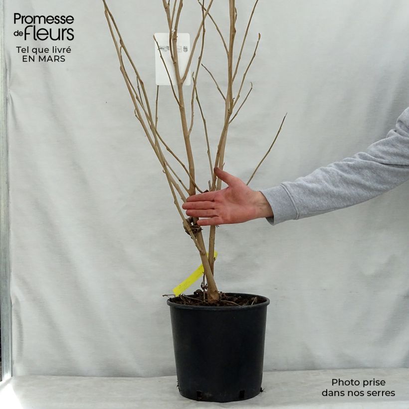 Spécimen de Magnolia sieboldii 80cm+ en pot de 12L tel que livré au printemps