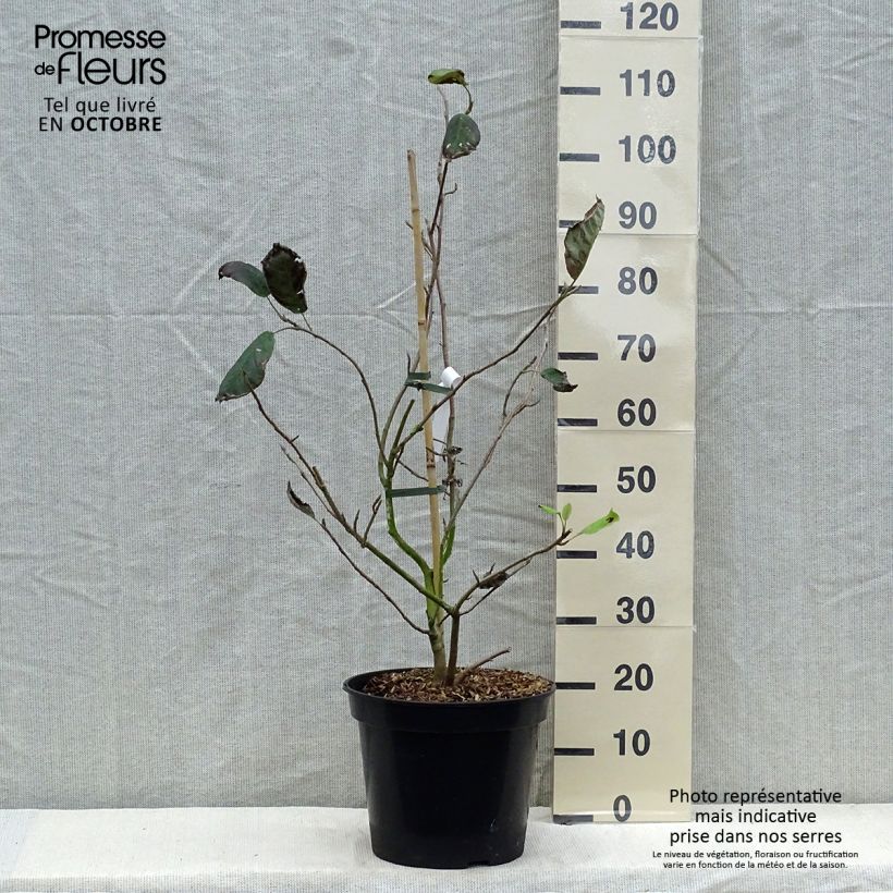 Spécimen de Magnolia sieboldii Colossus Pot de 12L/15L tel que livré en automne