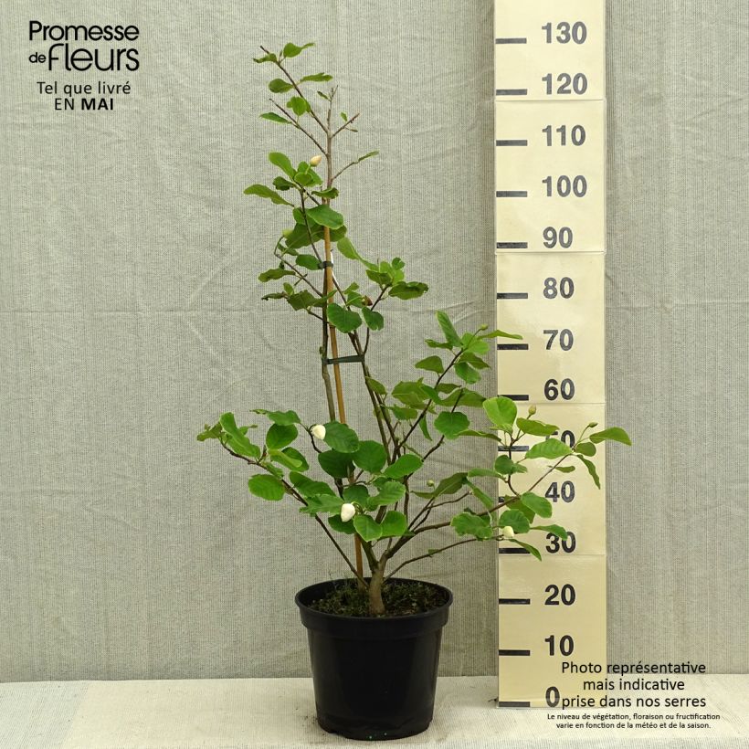 Spécimen de Magnolia sieboldii Colossus Pot de 12L/15L tel que livré au printemps