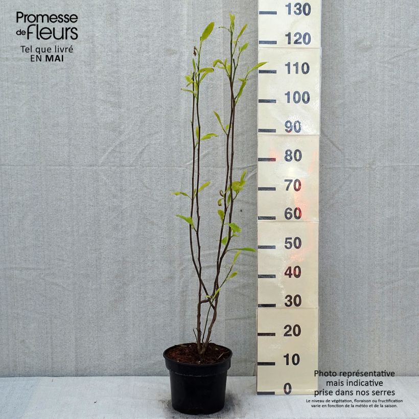 Spécimen de Magnolia soulangeana Lennei Pot de 4L/5LHauteur livrée env. 60/80cm tel que livré au printemps