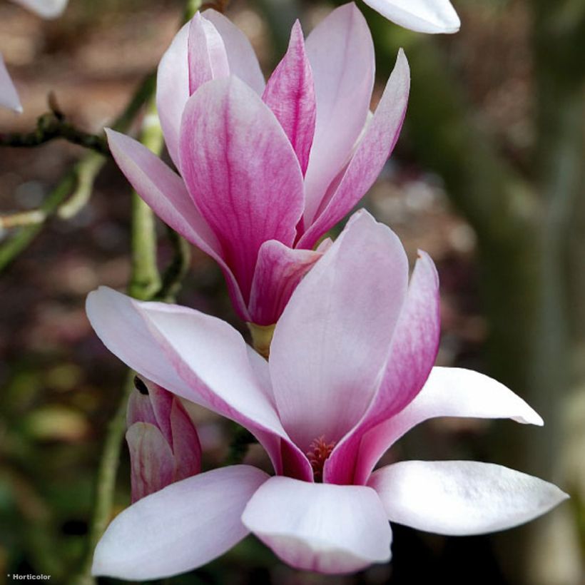 Magnolia soulangeana  - Magnolia de Soulange (Floraison)