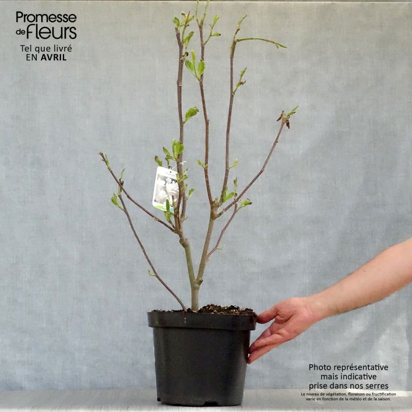 Spécimen de Magnolia soulangeana Alba Superba en pot de 7,5L tel que livré au printemps