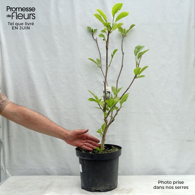 Spécimen de Magnolia soulangeana Alba Superba Pot de 7,5L/10L tel que livré en été