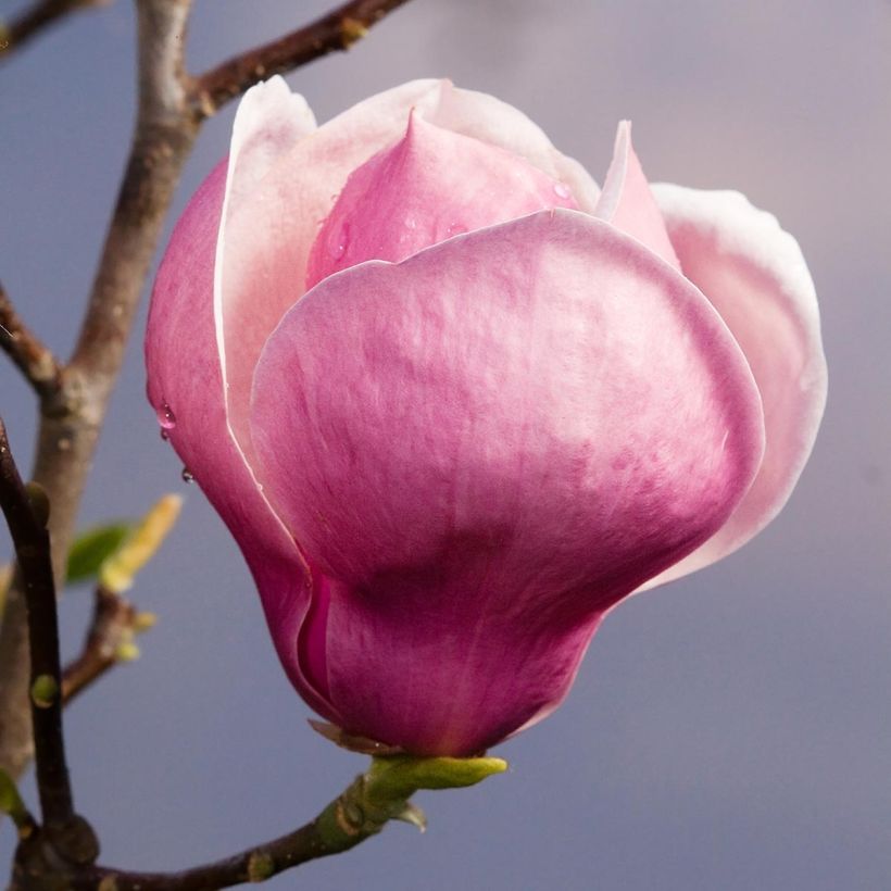 Magnolia soulangeana Lennei (Floraison)