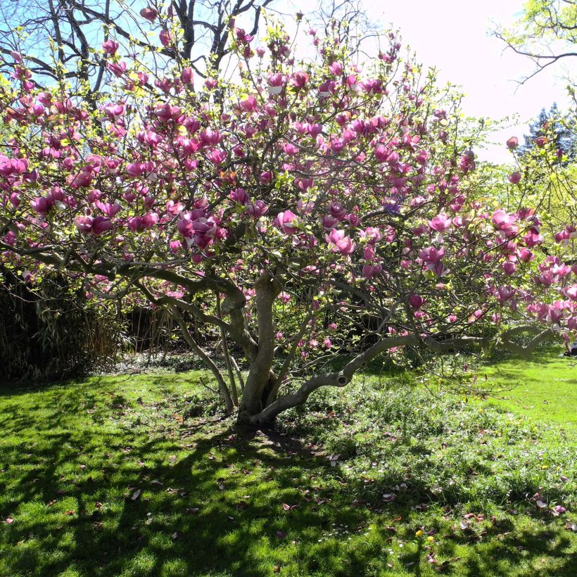 Magnolia soulangeana Lennei (Port)