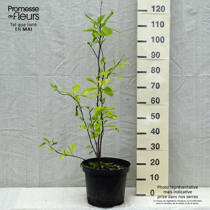 Spécimen de Magnolia soulangeana  - Magnolia de Soulange en pot de 10L tel que livré au printemps