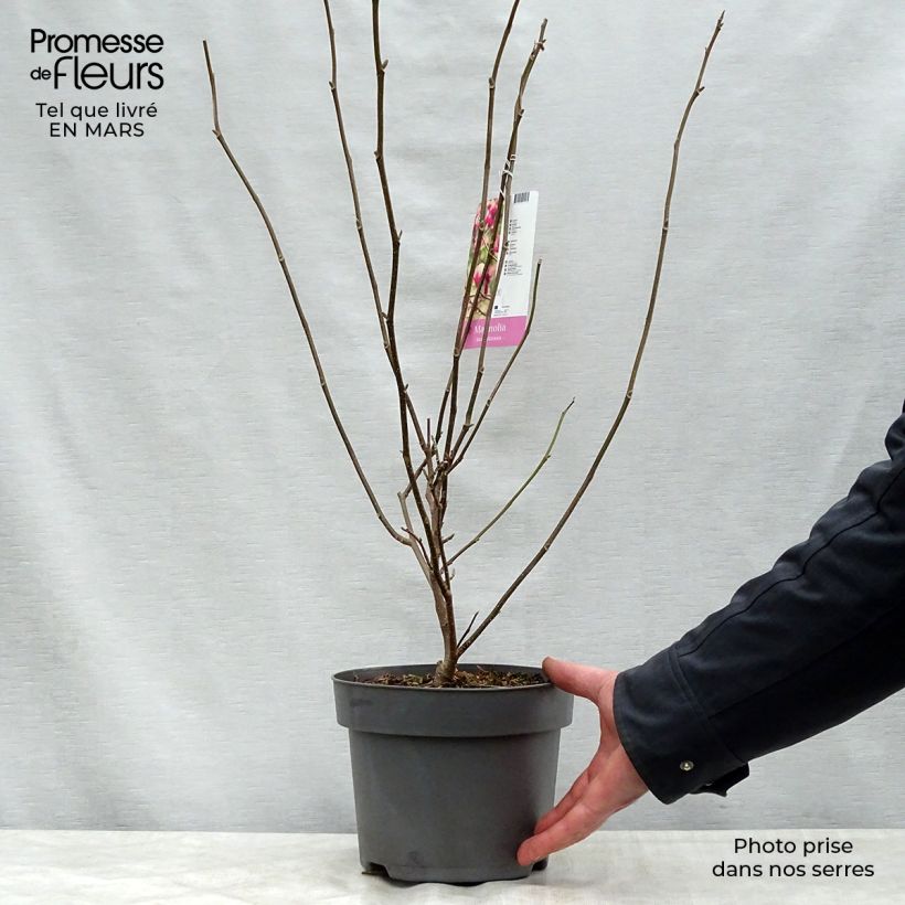 Spécimen de Magnolia soulangeana  - Magnolia de Soulange Pot de 3L/4LHauteur livrée env. 30/40cm tel que livré au printemps