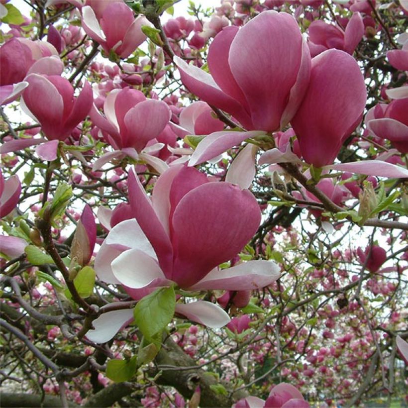Magnolia soulangeana Rustica Rubra (Floraison)