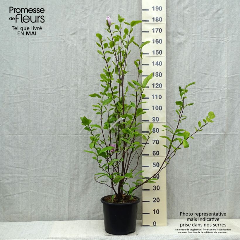 Spécimen de Magnolia soulangeana Rustica Rubra en pot de 7.5L/10L tel que livré au printemps