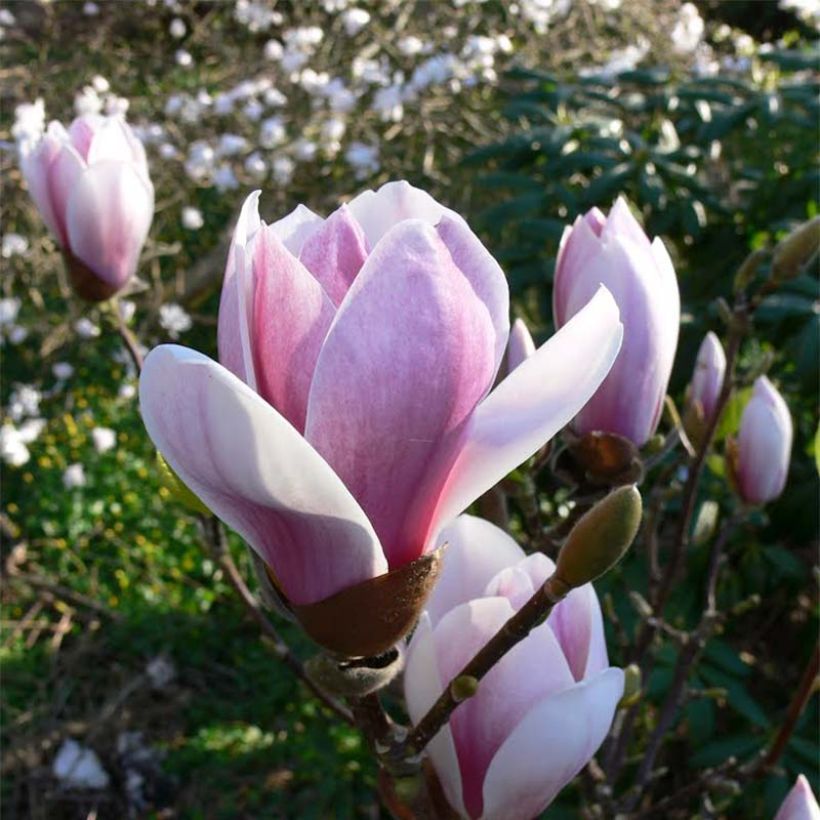 Magnolia soulangeana Satisfaction (Floraison)