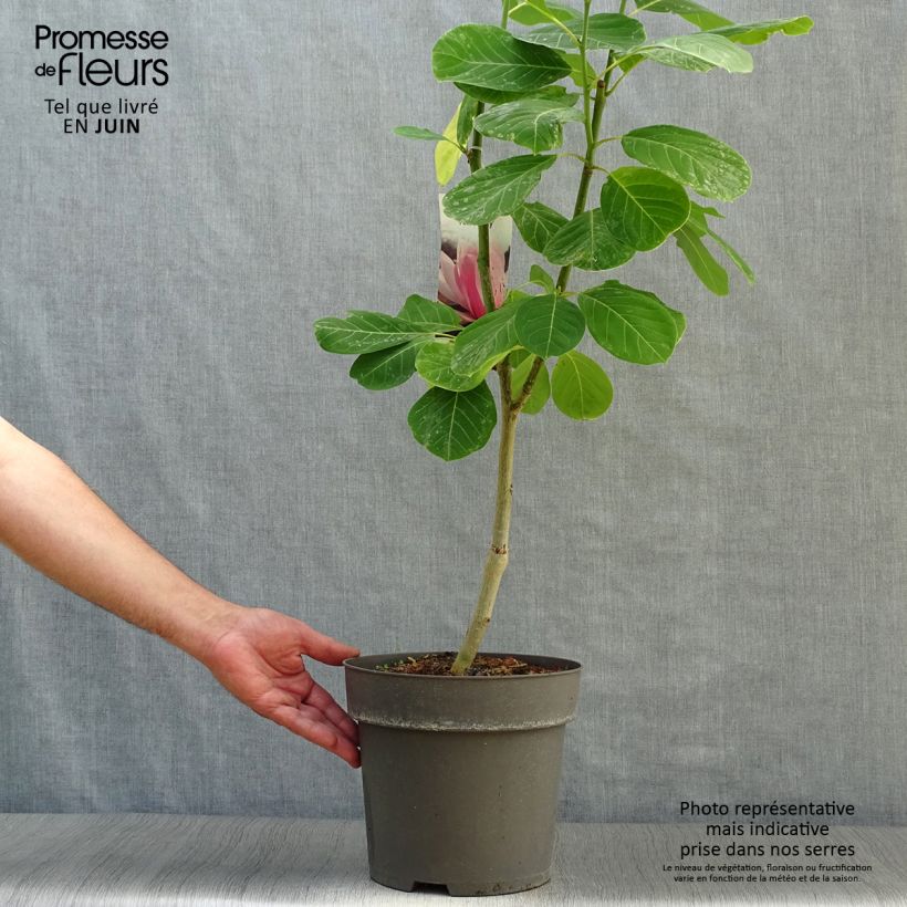 Spécimen de Magnolia sprengeri Pink Beauty Pot de 6L/7L tel que livré en été