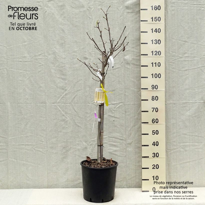 Spécimen de Magnolia stellata - Magnolia étoilé Pot de 18L/20L, 1/2 de tige tel que livré en automne