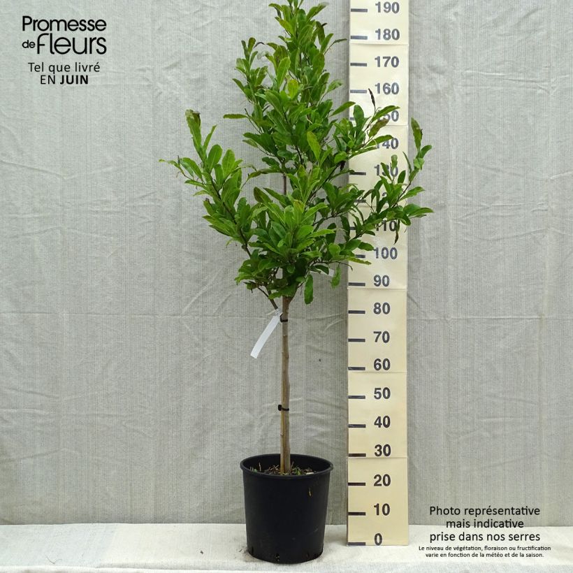 Spécimen de Magnolia stellata - Magnolia étoilé en pot de 18L en 1/2 tige tel que livré au printemps