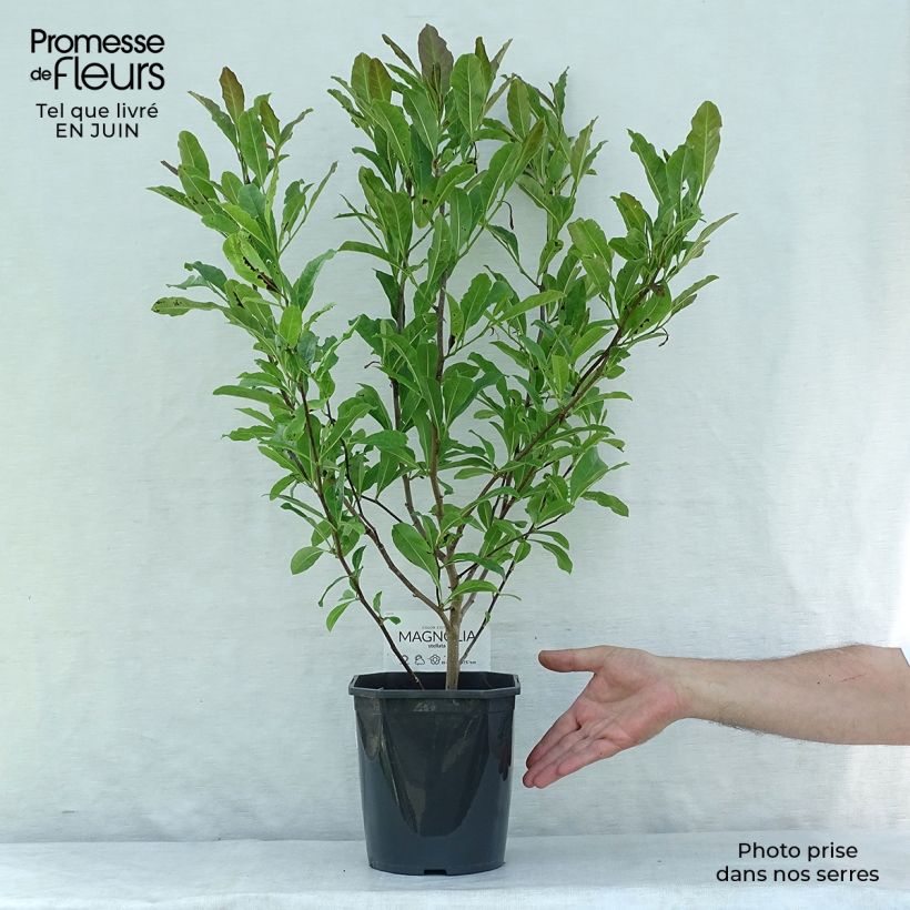 Spécimen de Magnolia stellata - Magnolia étoilé Pot de 2L/3L tel que livré en été