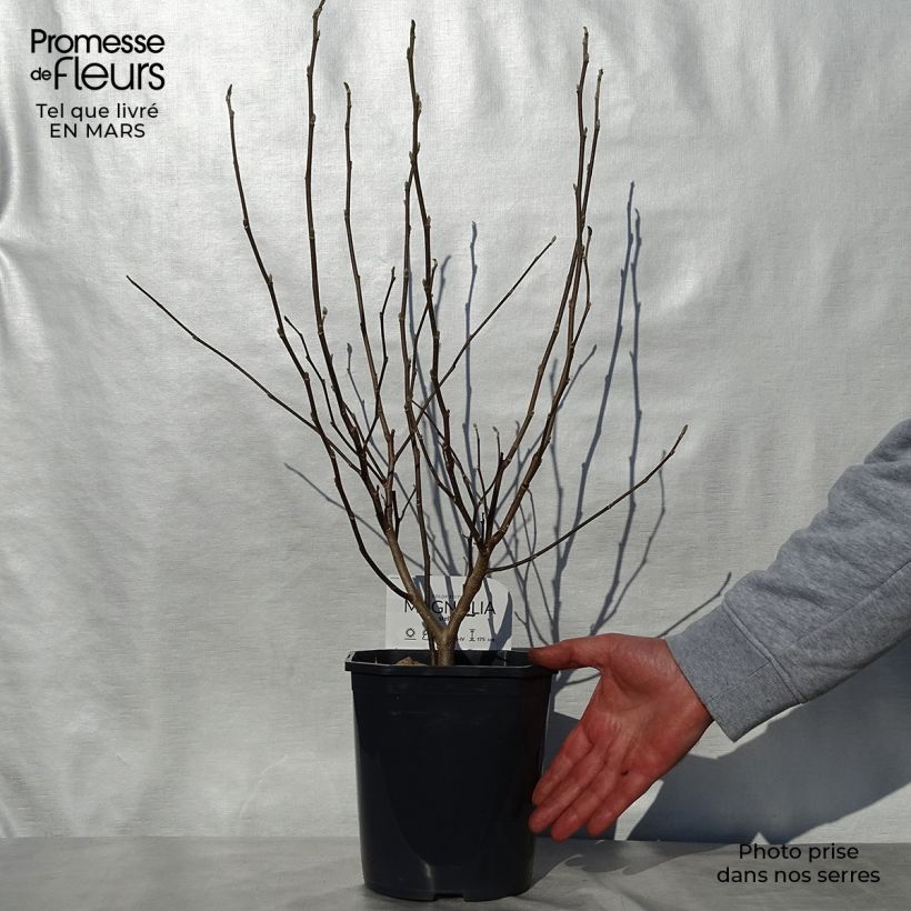 Spécimen de Magnolia stellata - Magnolia étoilé en pot de 2L/3L tel que livré au printemps