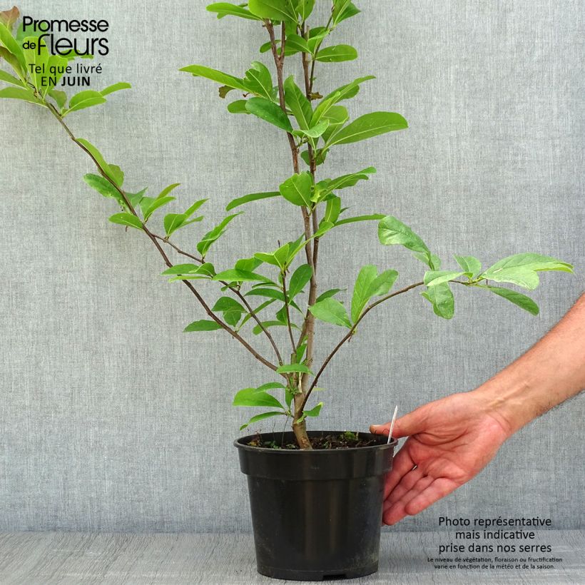 Spécimen de Magnolia stellata Rosea - Magnolia étoilé Pot de 2L/3L tel que livré en été