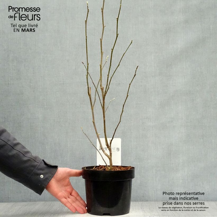 Spécimen de Magnolia stellata Rosea - Magnolia étoilé Pot de 2L/3LHauteur livrée env. 60/80cm tel que livré au printemps