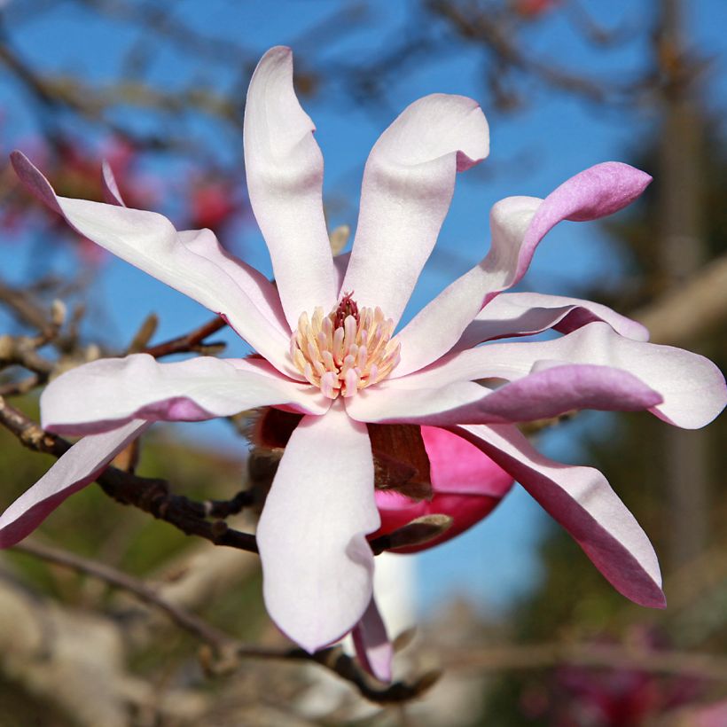 Magnolia stellata Rosea - Magnolia étoilé (Floraison)