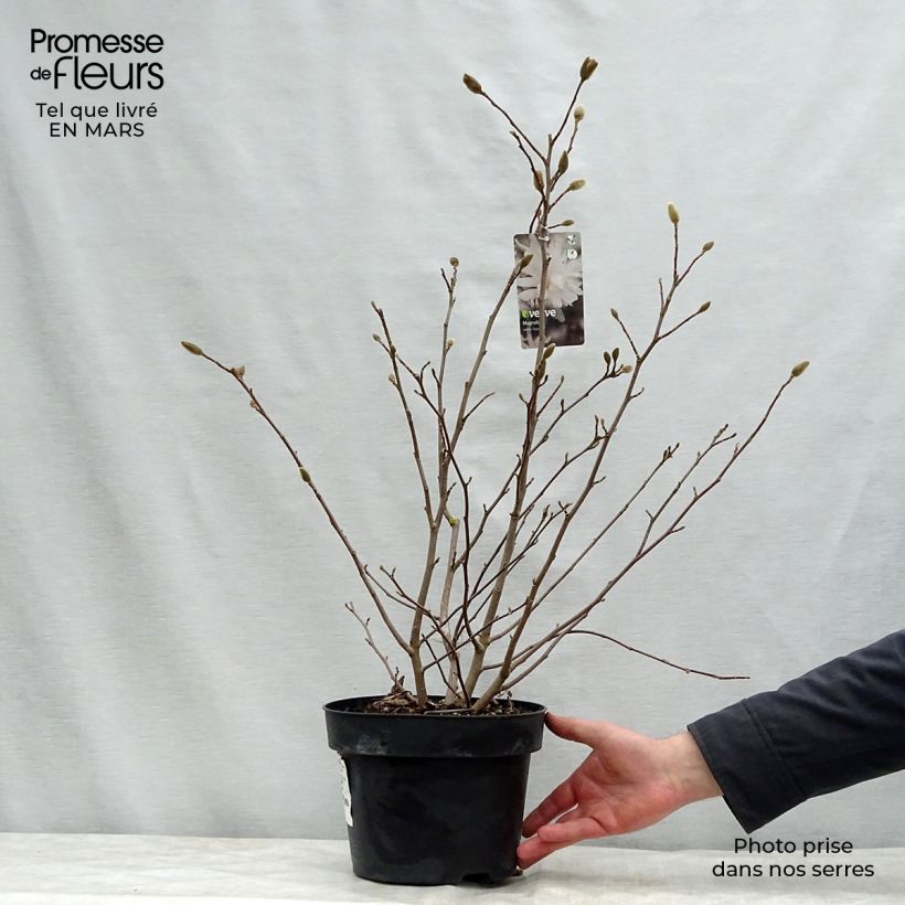 Spécimen de Magnolia stellata Royal Star  - Magnolia étoilé en pot de 3/4L tel que livré au printemps