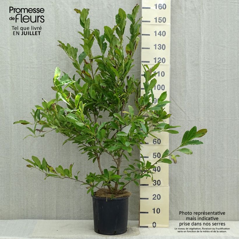 Spécimen de Magnolia stellata Royal Star  - Magnolia étoilé Pot de 12L/15L tel que livré en été