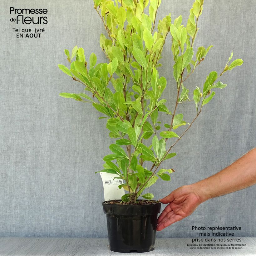 Spécimen de Magnolia stellata Royal Star  - Magnolia étoilé Pot de 3L/4L tel que livré en été