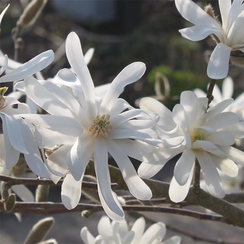 Magnolia étoilé - Magnolia stellata Waterlily (Floraison)