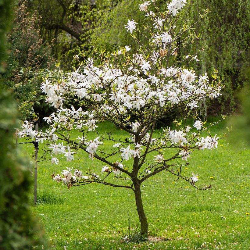 Magnolia stellata - Magnolia étoilé (Port)