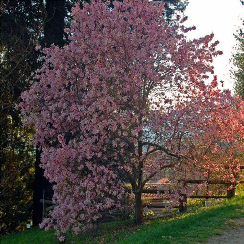 Magnolia stellata Rosea - Magnolia étoilé (Port)