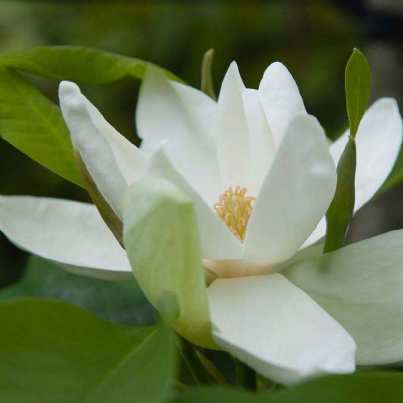Magnolia thompsoniana (Floraison)