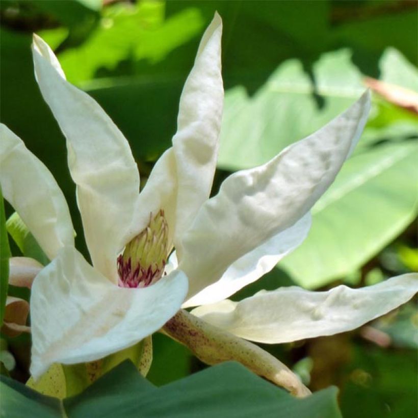 Magnolia tripetala - Magnolia parasol (Floraison)